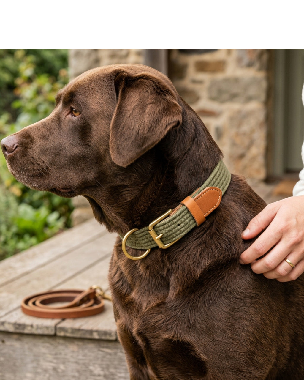 Yean Cotton Canvas Dog Collar 38-54 cm Olive - Lifestyle view