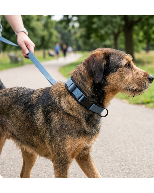 Yean Padded Webbing Dog Collar 44-62 cm Slate Blue - Lifestyle view
